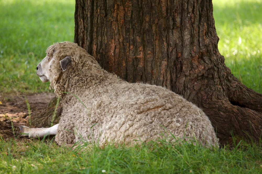 Leicester Longwool by Glenn Brunette